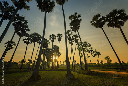 Sugar palm trees in the rice field at misty morning,countryside of thailand surrounded by lush green plants. photo