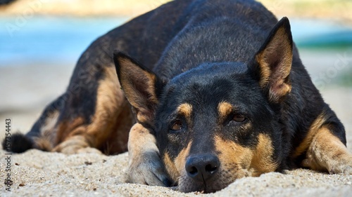 Dog lies on the beach at sunset
