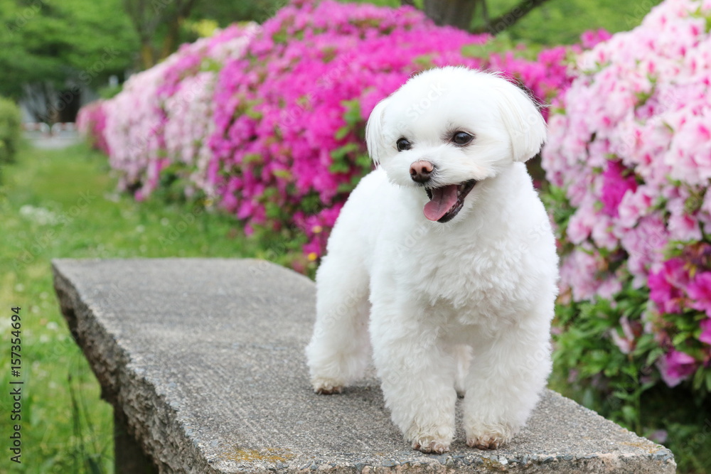 マルチーズ
