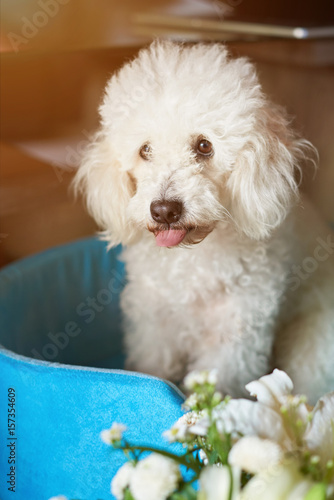 Funny poodle dog with tongue out