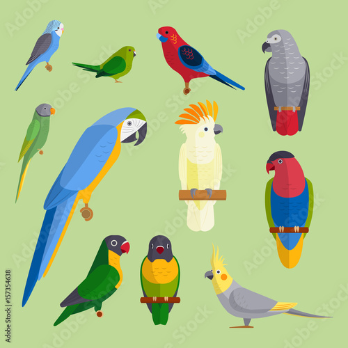 Parrots birds breed species animal nature tropical parakeets education colorful pet vector illustration