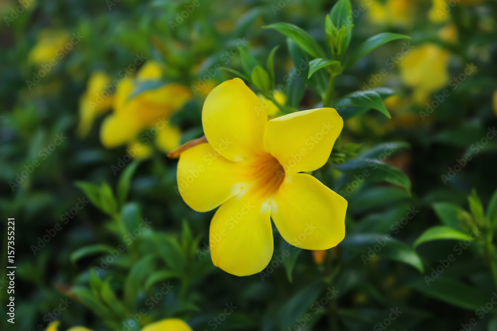Fototapeta premium allamanda yellow bell flower closeup nature background