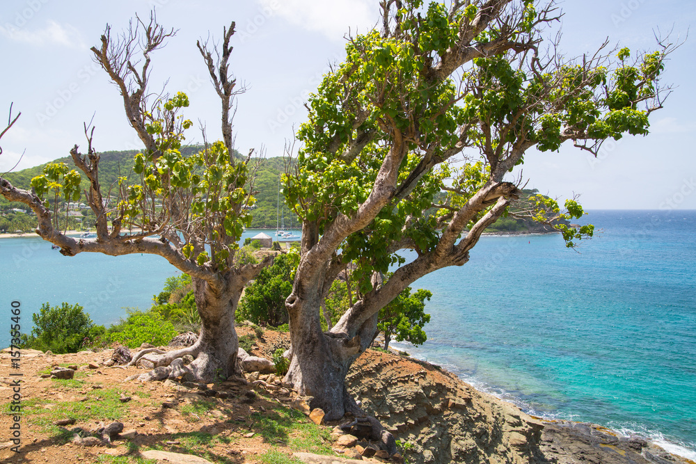 Antigua, Caribbean islands, English Harbour. Rocks and trees 
