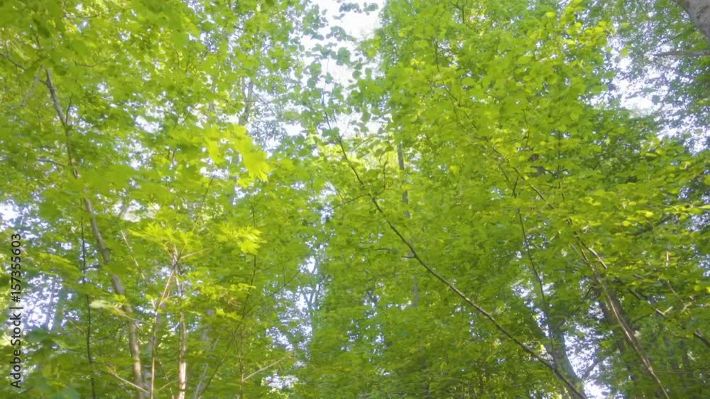 Sunlight makes its way through the leaves of the trees. Solar glare in a dense forest. Tree with green Leaves and sunlight. Bottom view.