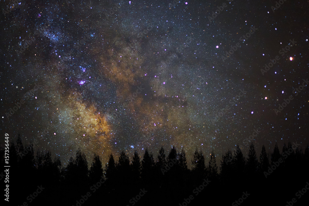 Fototapeta premium Beautiful milkyway and silhouette of pine tree on a night sky.