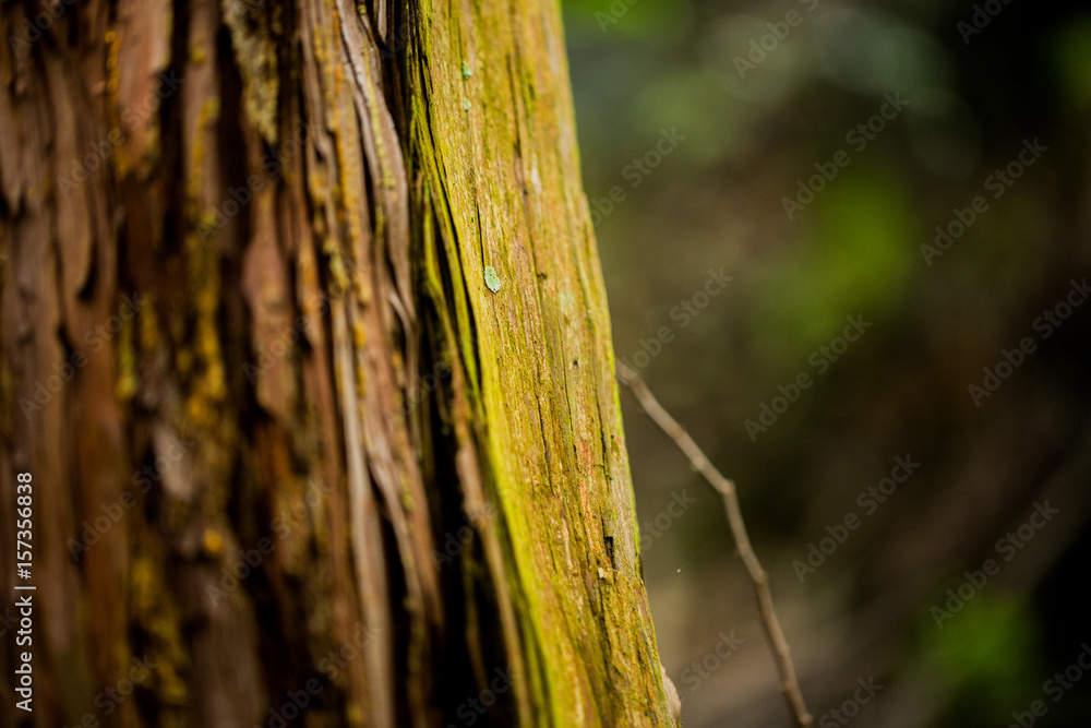 Obraz premium Kyoto Tree