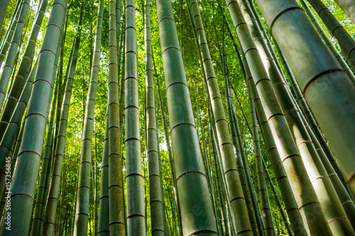 Fototapeta Naklejka Na Ścianę i Meble -  Bamboo Kyoto