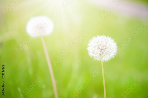 Fluffy dandelion flower with sunlight in summer.