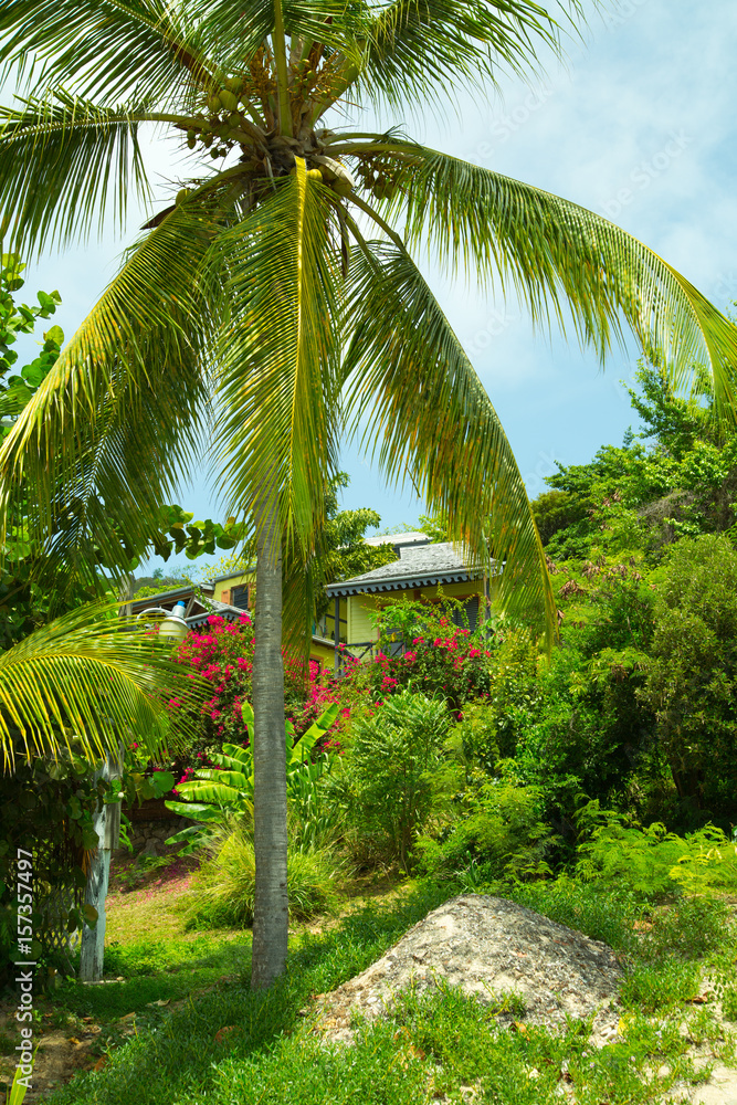 Antigua, Caribbean islands, English Harbour.  Idyllic tropical palm garden in the the Freeman’s bay 