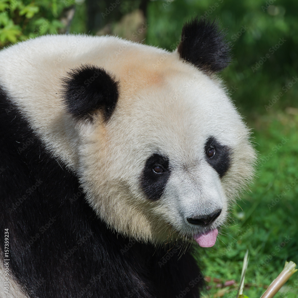 Giant panda, Ailuropoda melanoleuca, head