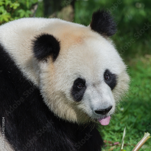 Giant panda, Ailuropoda melanoleuca, head