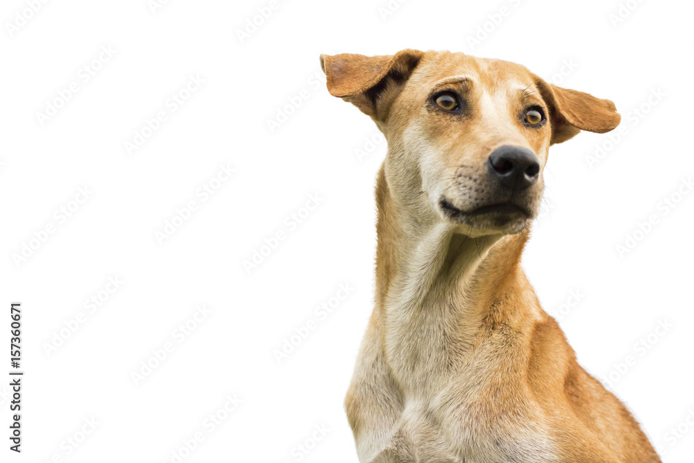 brown dog isolated white background. brown dog isolated white background.