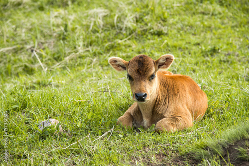 A small calf lies on a meadow