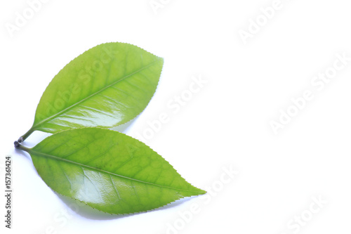 fresh green leaf isolated on white