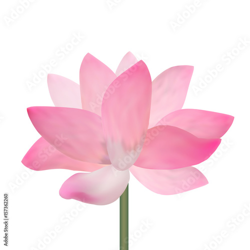 Realistic Detailed Pink Lotus Flower. Vector