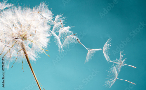 Abflug / Flugschirme der Pustblume beim Start: Wir fliegen davon, um Wünsche zu erfüllen :) © doris oberfrank-list