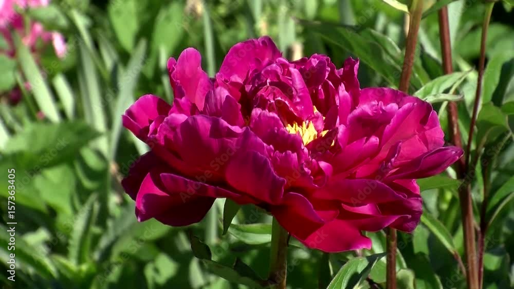 Eine rote Pfingstrose mit gelben Blütenfäden bewegt sich im Wind (Nahaufnahme) Eine rote Pfingstrose mit gelben Blütenfäden bewegt sich im Wind (Nahaufnahme)