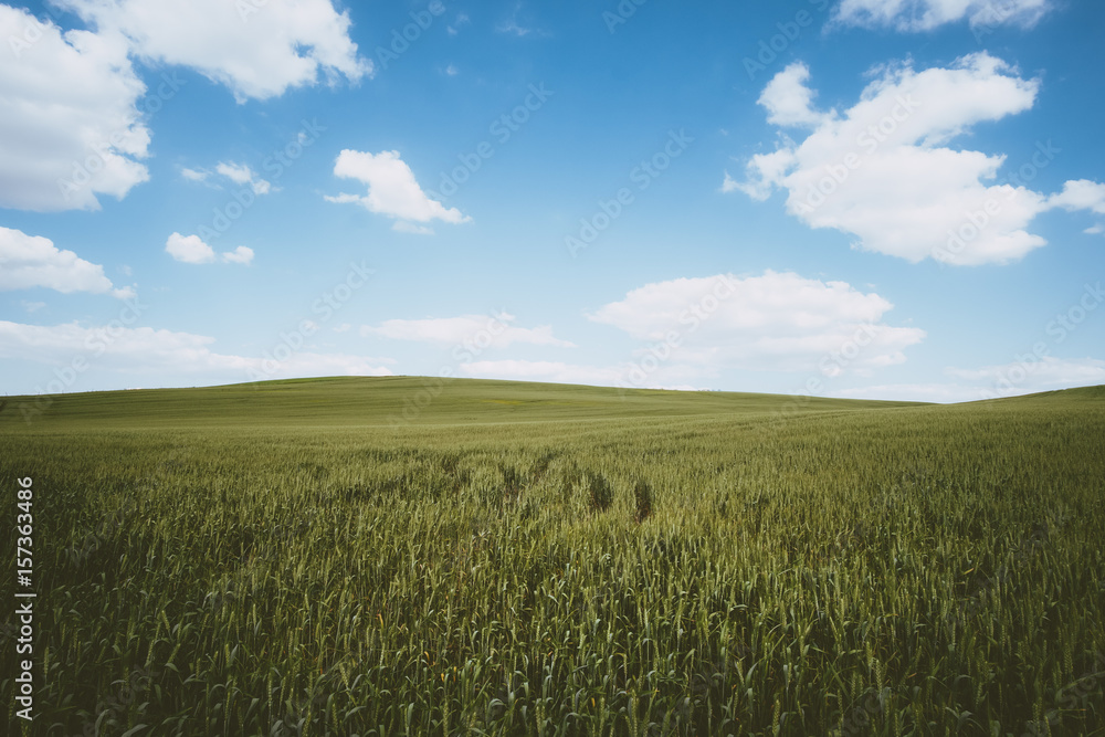 Spring wheat field landscape