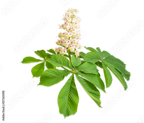 Branch of the blooming horse-chestnuts on a light background