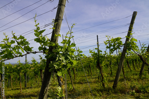 Reben Reblandschaft im Frühling photo