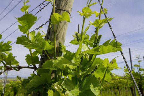 Reben Reblandschaft im Frühling photo