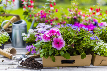 Seedlings of colorful flowers for planting in the garden.
