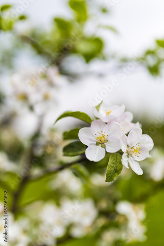 Flowering fruit tree. Apple blossom in the orchard.