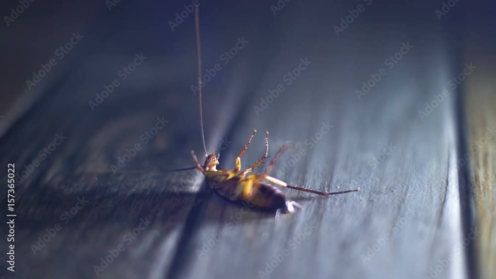 Dying cockroach waves his legs close-up slowmotion
Dying cockroach waves his legs close-up slowmotion