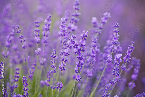 Lavender lilac flowers - nature background © Crazy nook