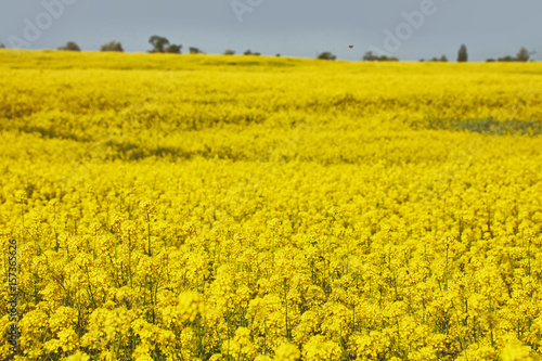 Flowering rapeseed field. Yellow flowers. Crimea landscape