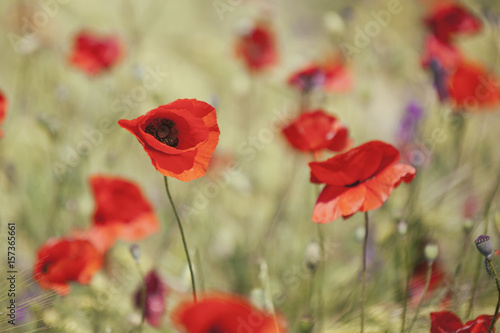 Red poppy flowers. Nature background