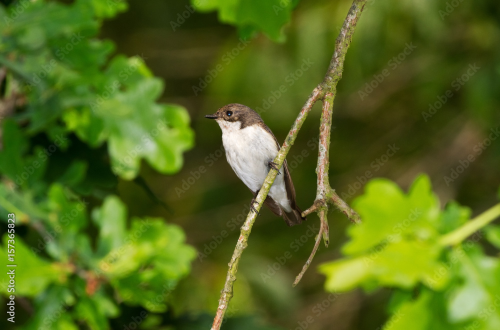 Obraz premium Male European pied flycatcher on a branch