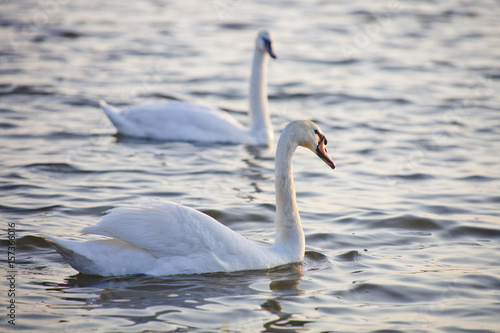White Swan couple on the water