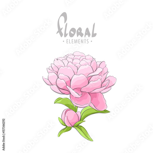 Delicate peony on a white background