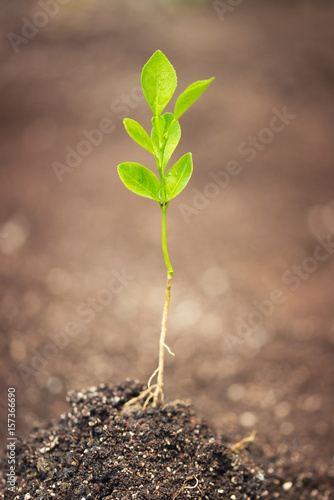 Small Green Plant photo