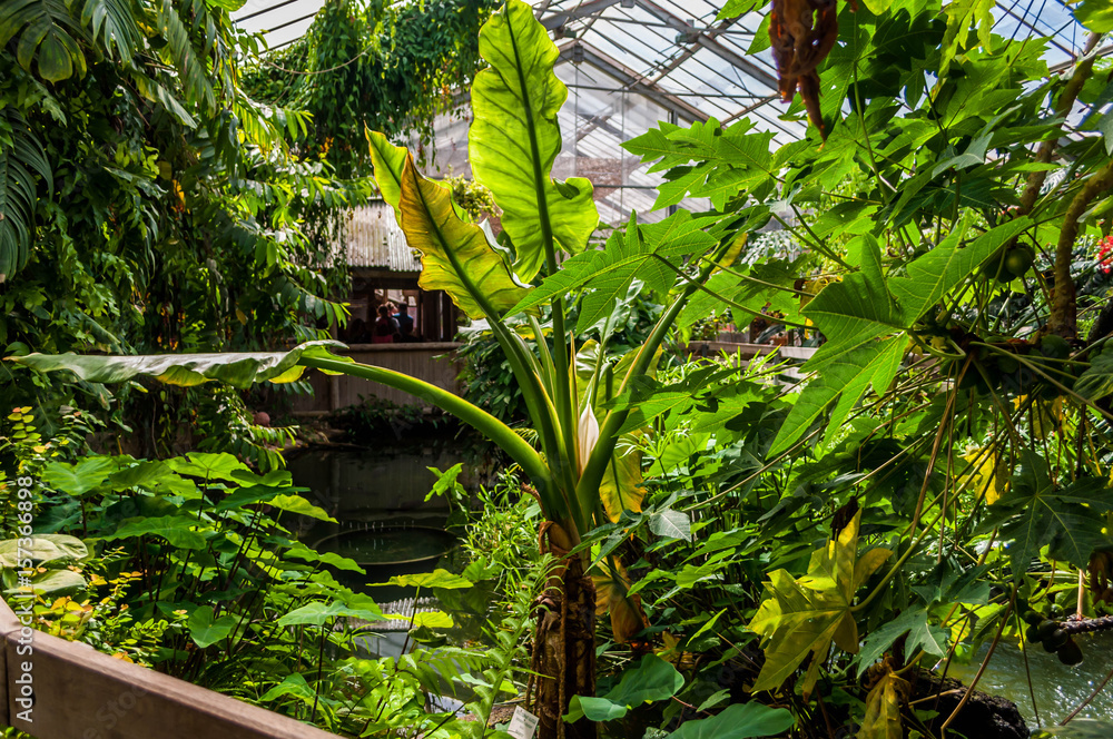 Ambiance tropicale. Ambiance tropicale.