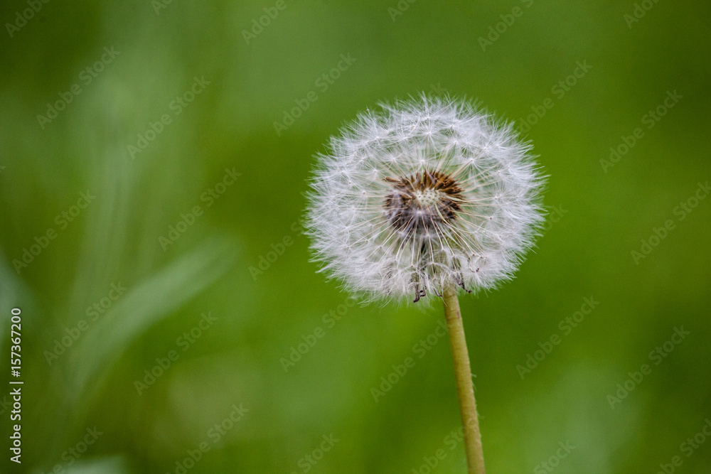 Dandelion Seed Head on Green Background Dandelion Seed Head on Green Background