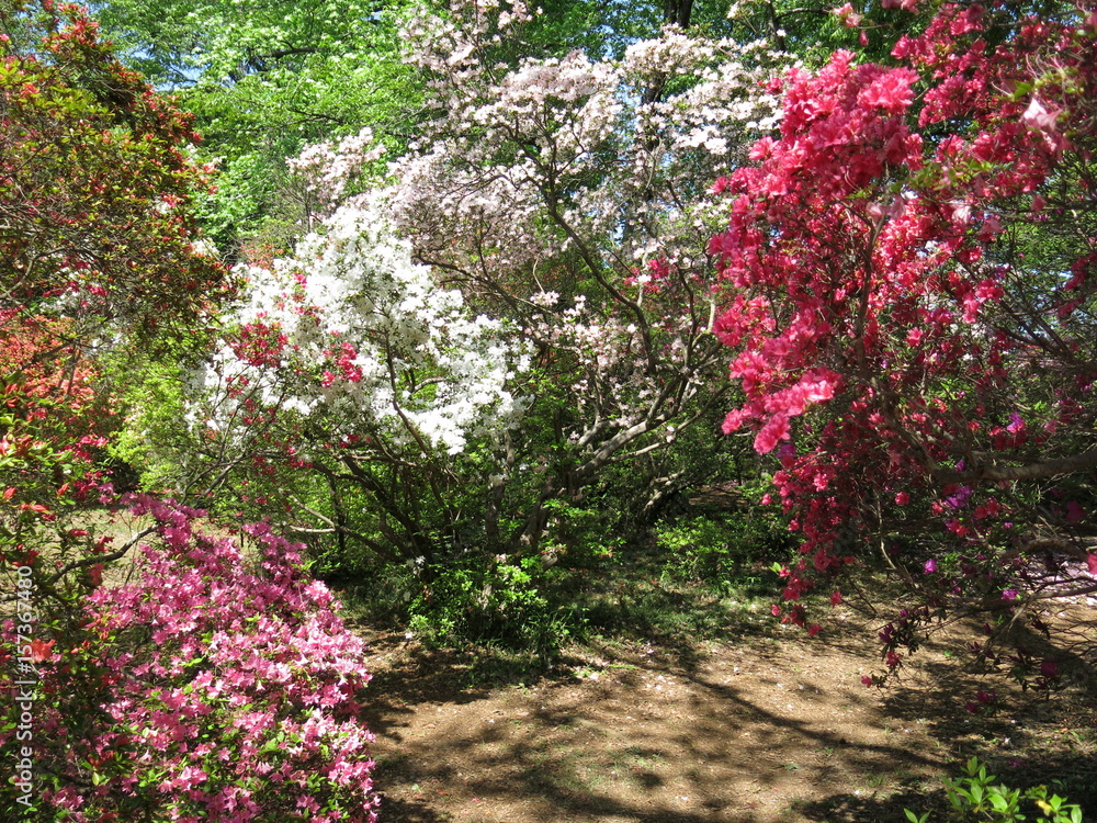ツツジが咲き誇る野田市の清水公園（ツツジ園）