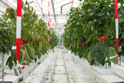 Ripe red bell peppers growing in greenhouse photo