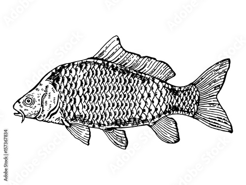 Carp fish engraving style vector illustration