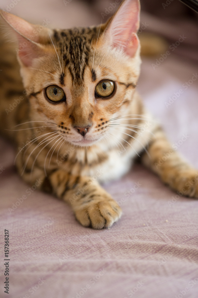 Bengali domestic cat - obrazy, fototapety, plakaty 