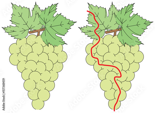 Easy grapes maze