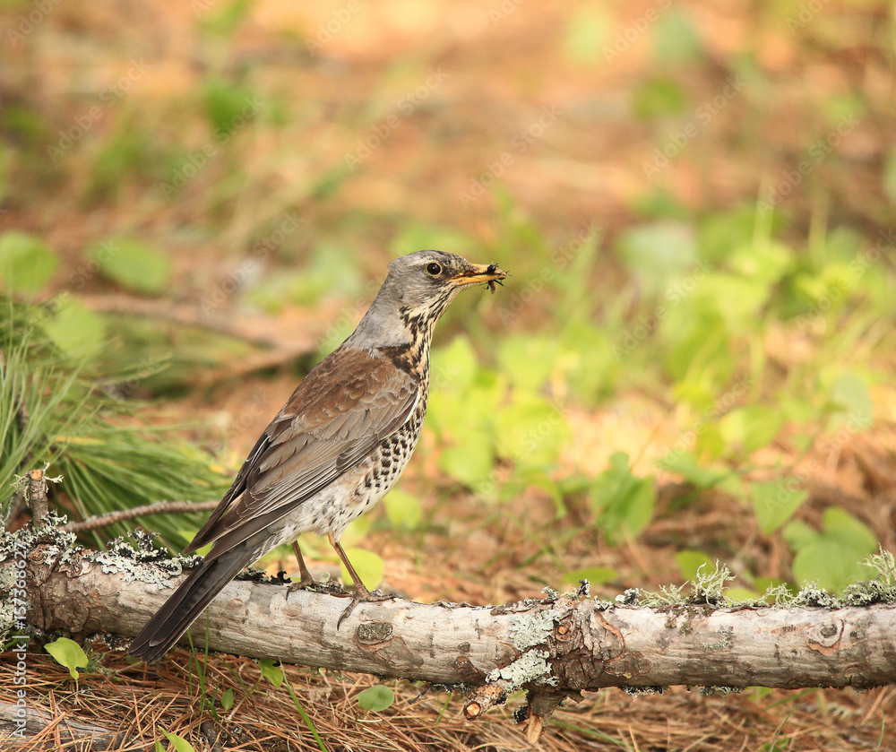 Thrush carries in the beak feed to its chicks. Thrush carries in the beak feed to its chicks.