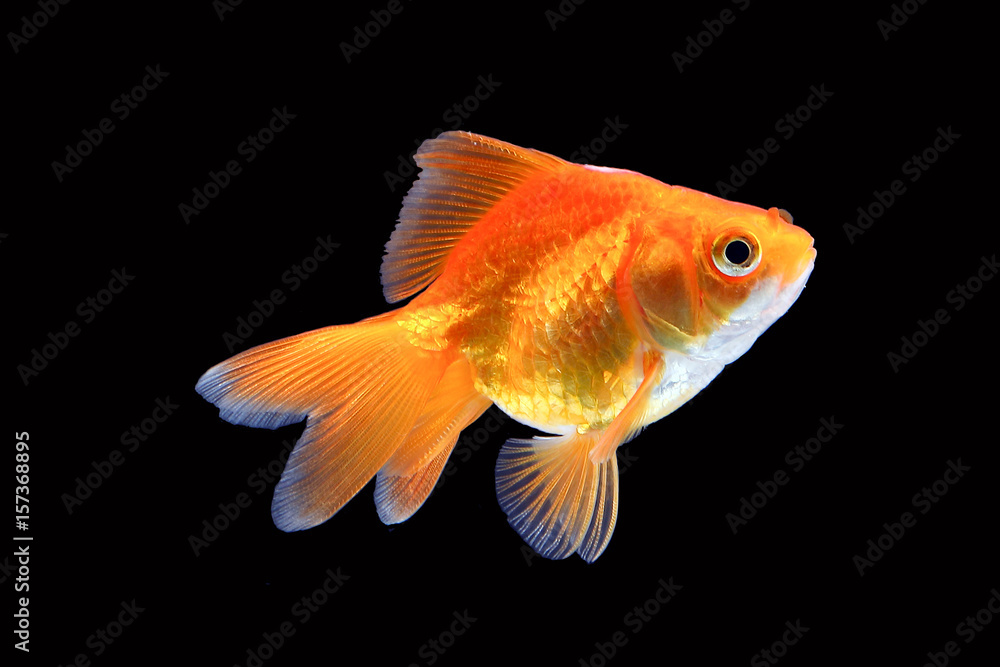 GoldFish aquarium pet