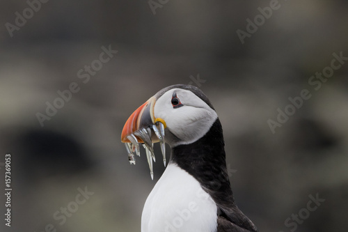 Puffin © Paul