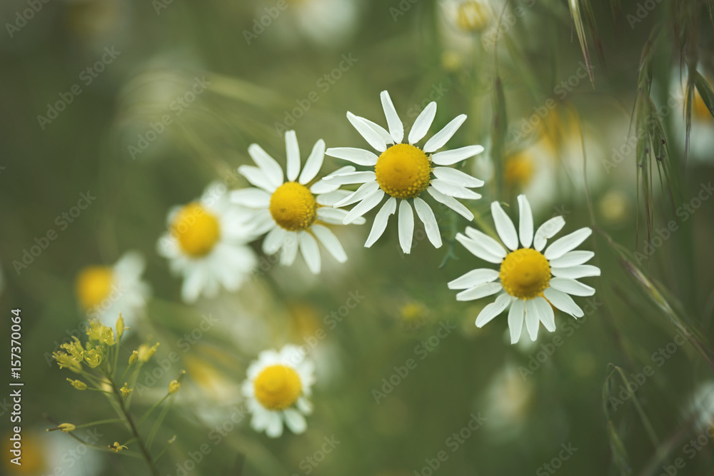 camomile on the green background camomile on the green background
