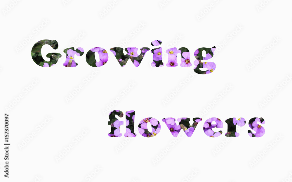 inscription Growing flowers with phototexture of purple blooms of phloxes on white background