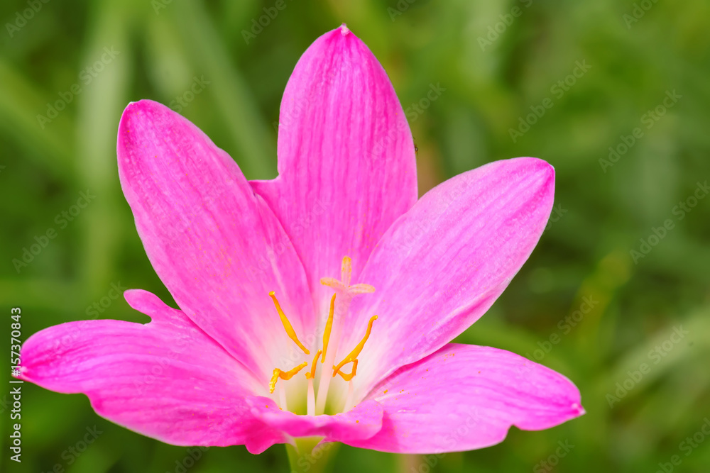 Pink zephyranthes carinata on a nature background. Pink zephyranthes carinata on a nature background.