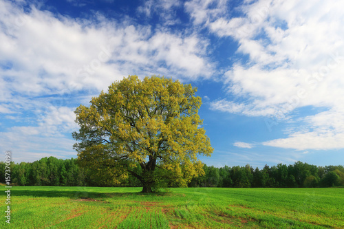 Green oak tree on blue sky background © PixieMe