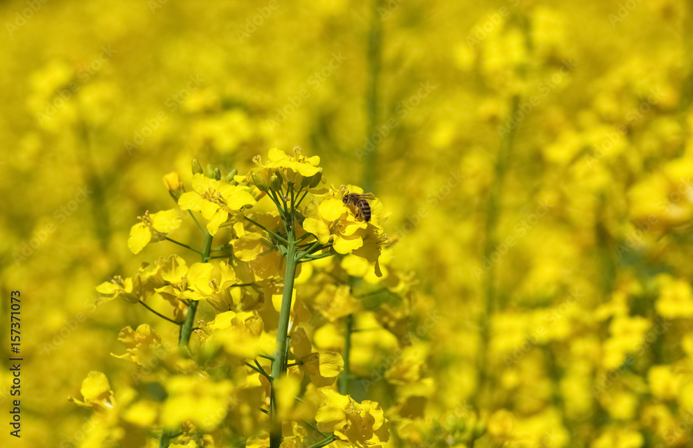 Bee pollinating flower of a rapeseed, a beautiful lush field under a blue, cloudless sky on a clear spring day. Bee pollinating flower of a rapeseed, a beautiful lush field under a blue, cloudless sky on a clear spring day.